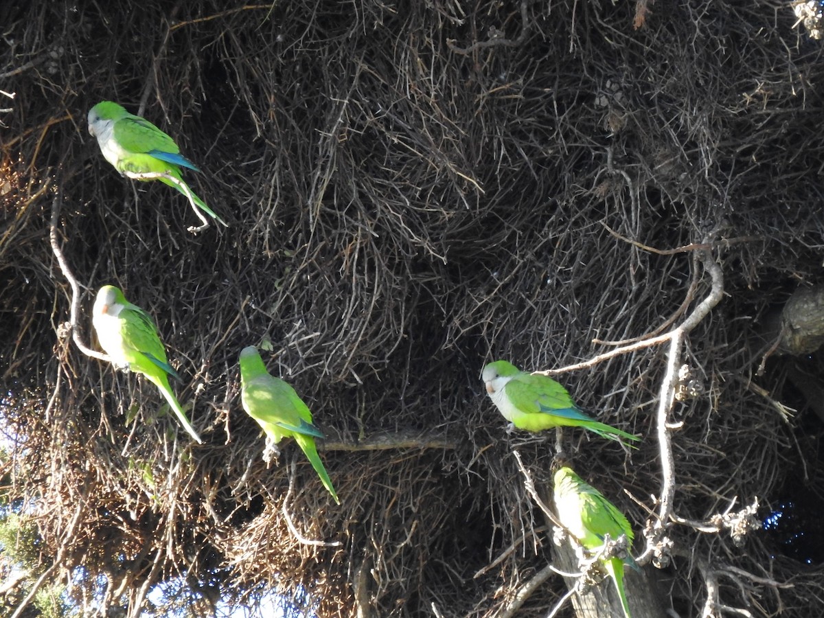 Monk Parakeet - ML231701221