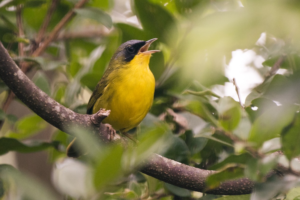 Southern Yellowthroat - ML231704711