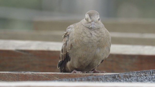 Ruddy Ground Dove - ML231705141