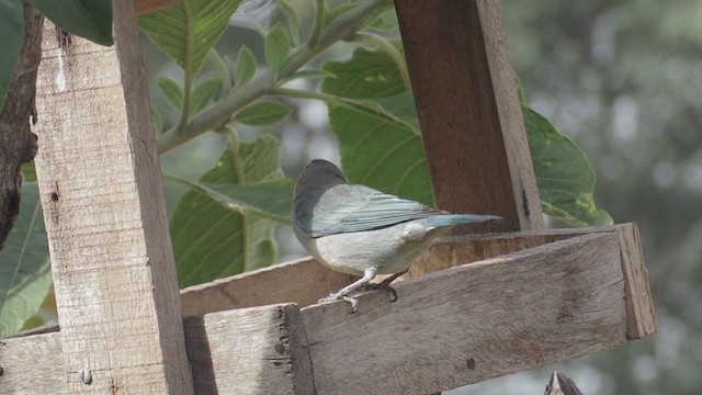 Sayaca Tanager - ML231705651