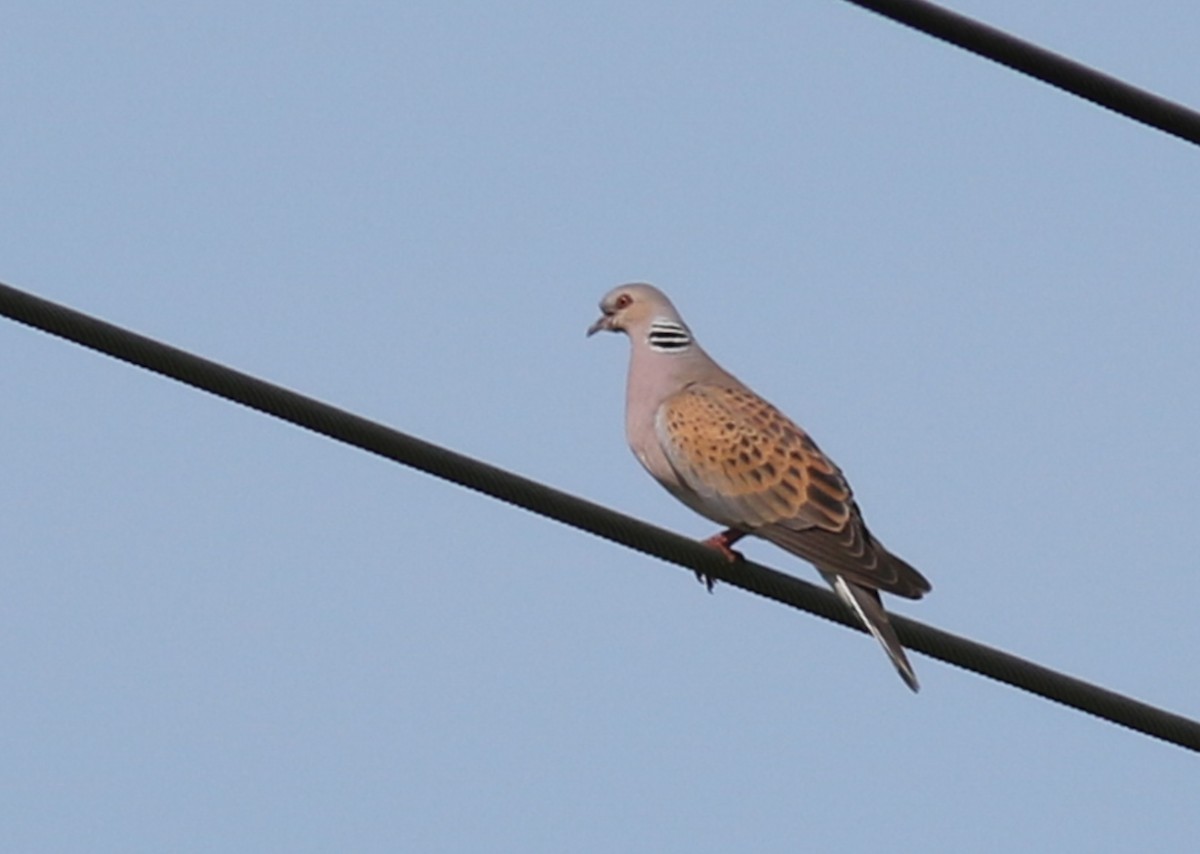 European Turtle-Dove - ML231706811