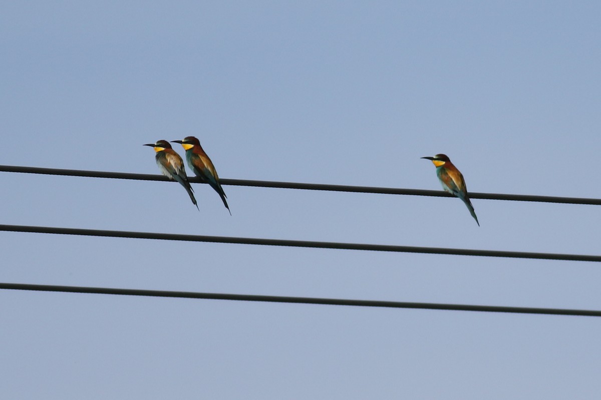 European Bee-eater - ML231706901