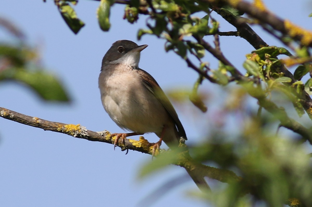 Greater Whitethroat - ML231706991