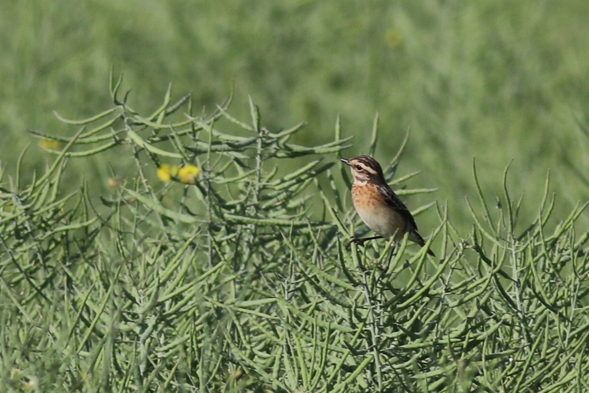 Whinchat - ML231707241