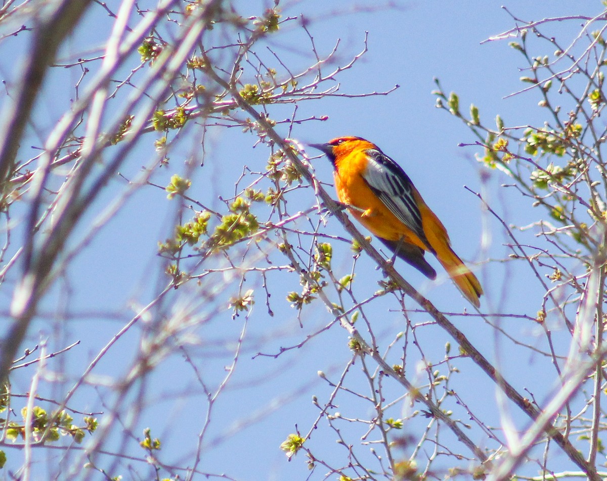 Bullock's Oriole - ML231707421