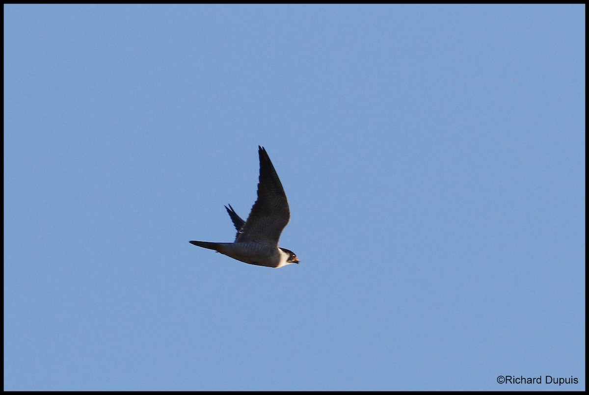 Peregrine Falcon - ML231707881