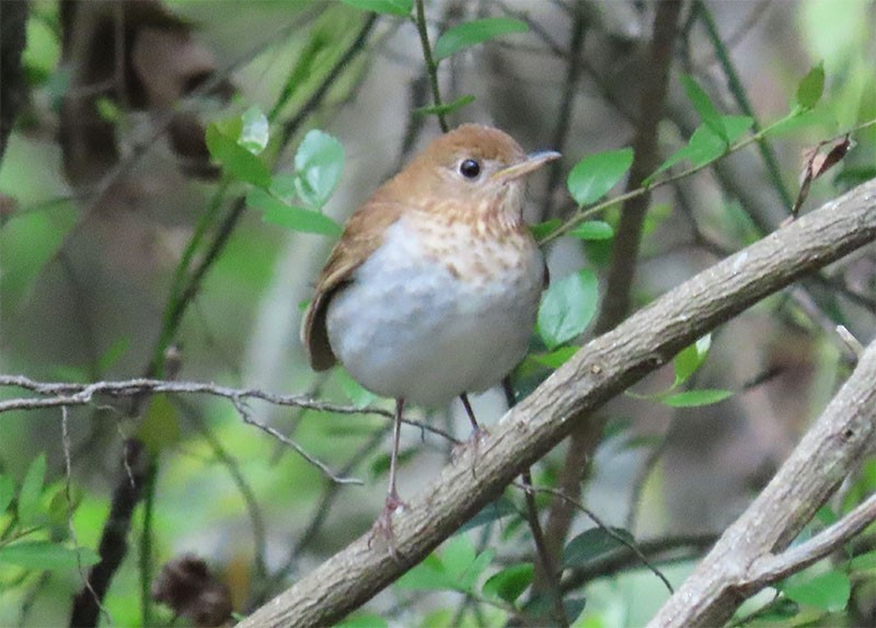 Veery - ML231711671