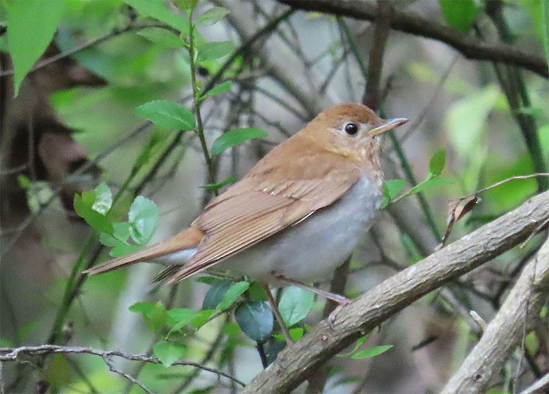 Veery - ML231711681