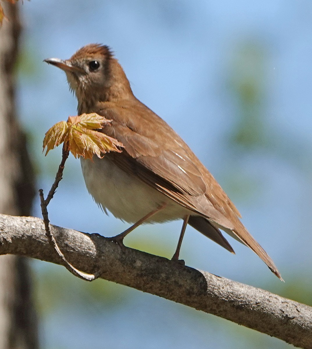 Veery - Lin McGrew