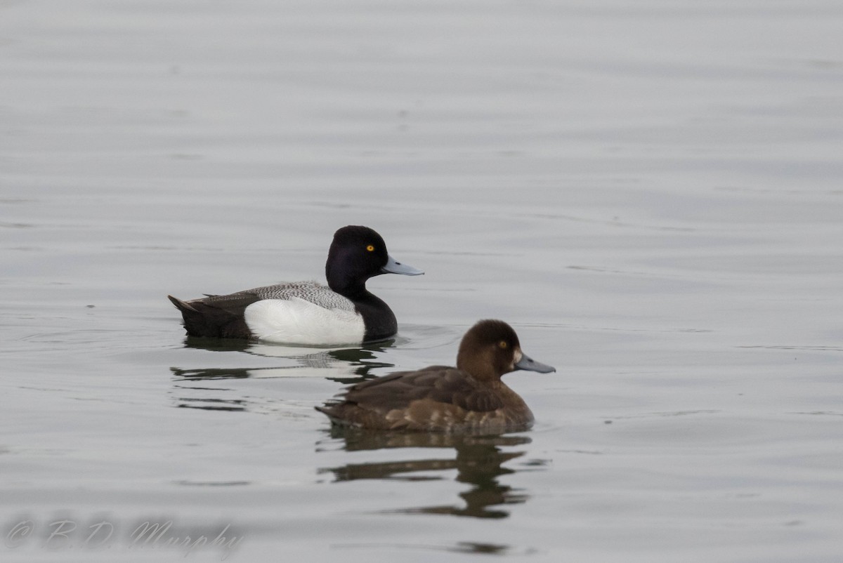 Lesser Scaup - Brad Murphy