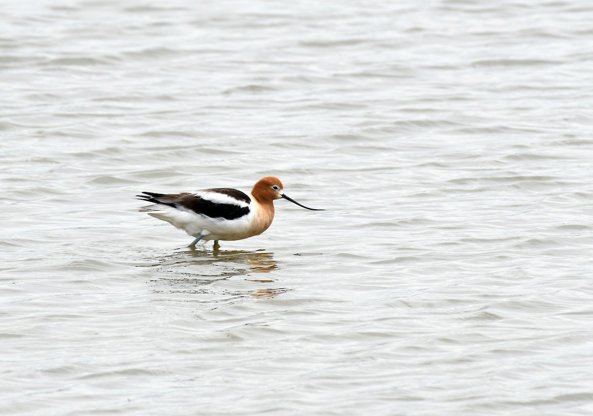 American Avocet - ML231713751