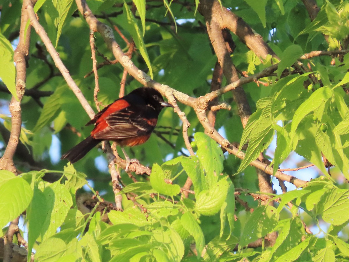 Orchard Oriole - ML231714491