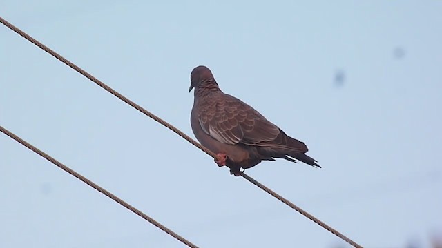 Pigeon picazuro - ML231715401