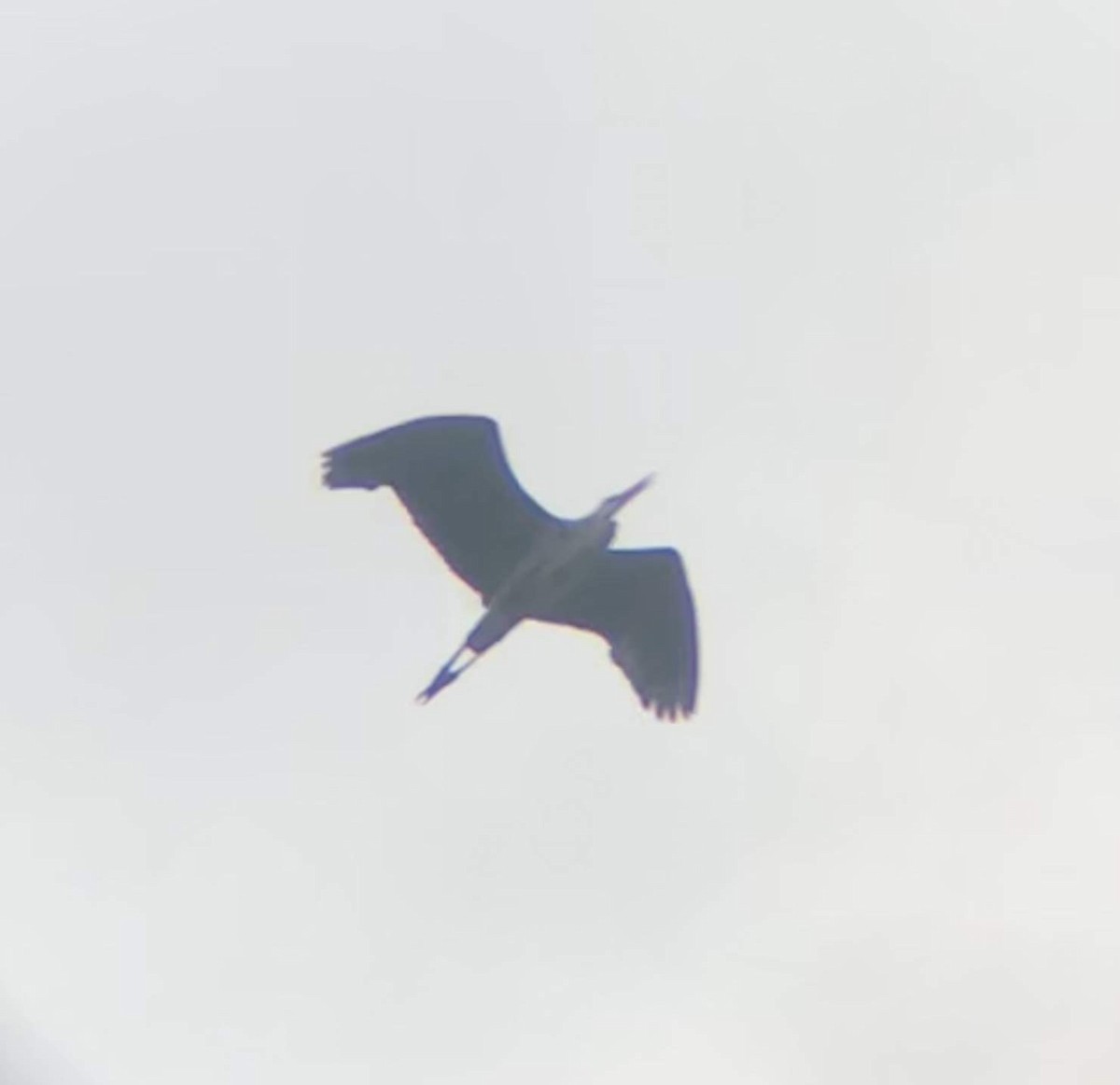 Great Blue Heron - ML231715711