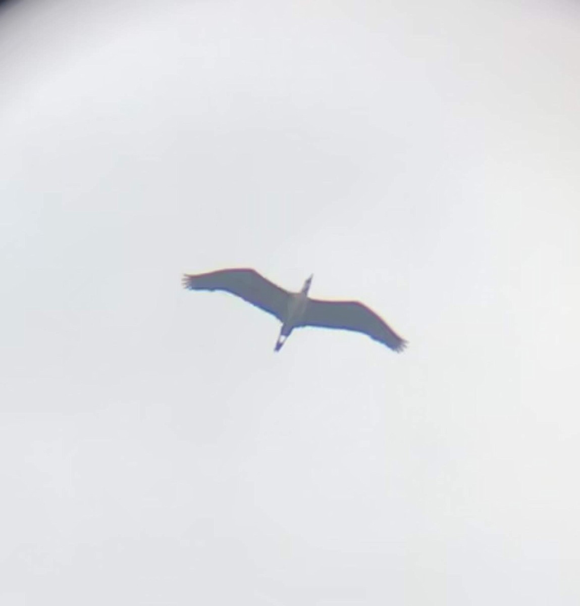 Great Blue Heron - ML231715721