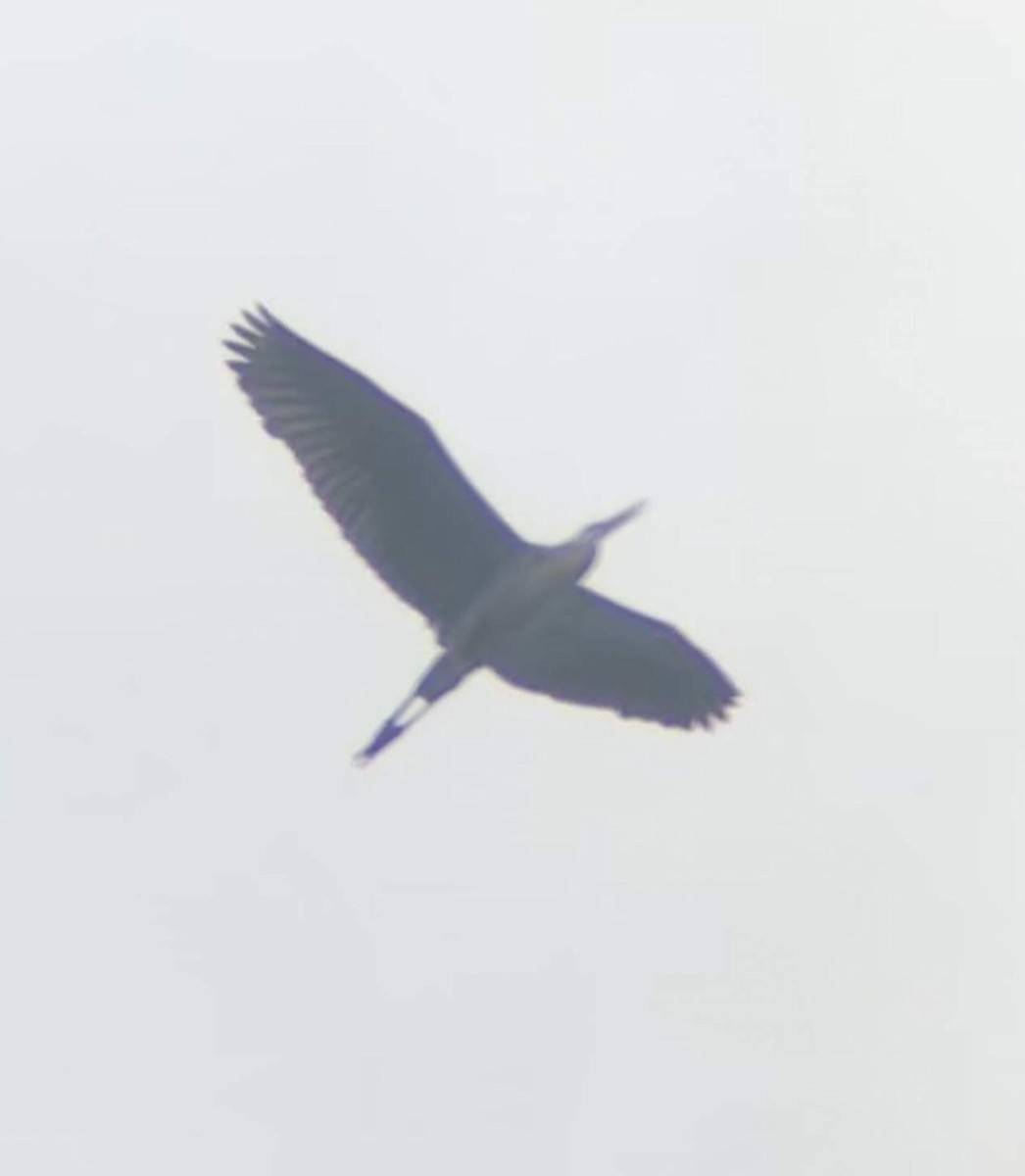 Great Blue Heron - ML231715731