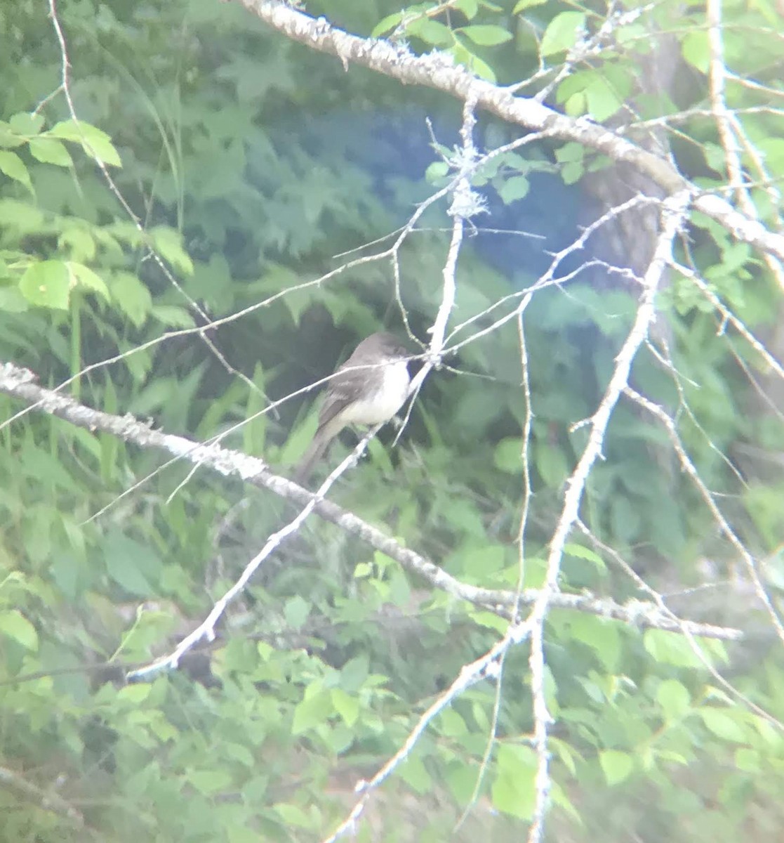 Eastern Phoebe - ML231715881