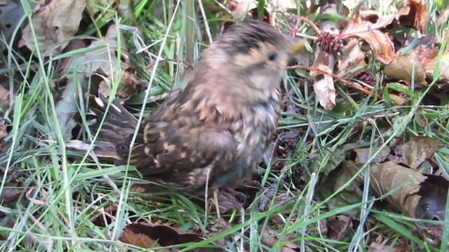 Rock Sparrow - ML231716281