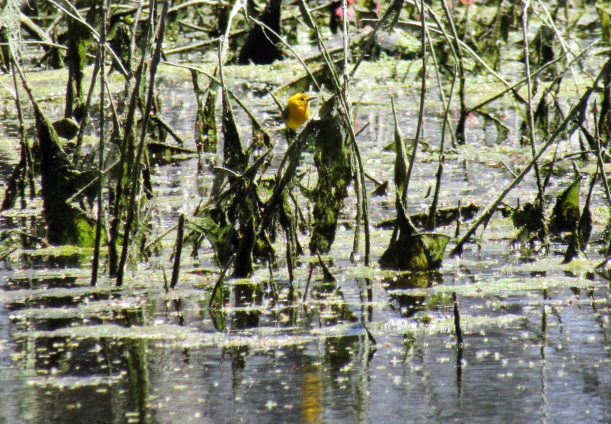 Prothonotary Warbler - Lisa Casler