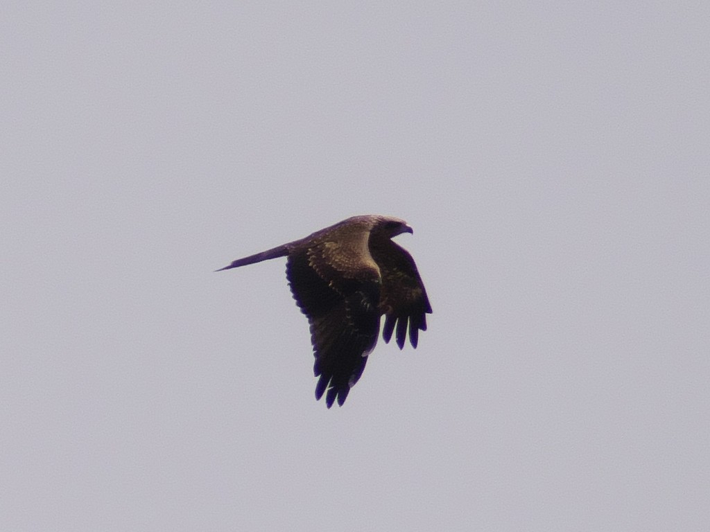 Black Kite - ML231717631