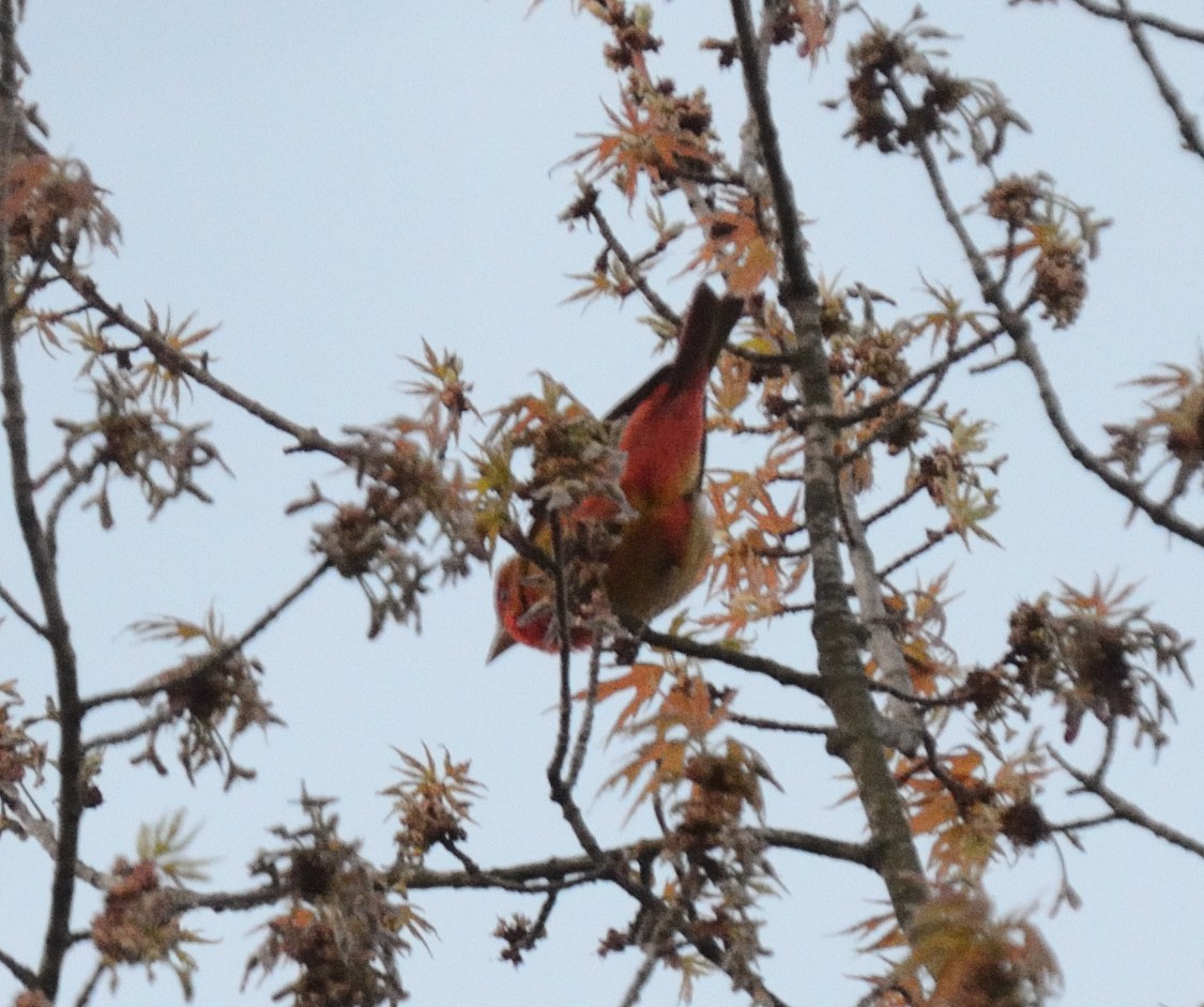 Summer Tanager - ML231718191