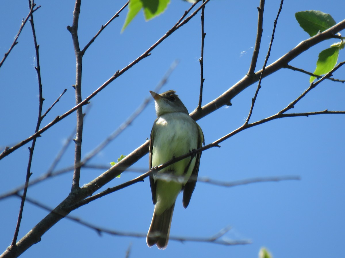 Willow Flycatcher - Marc Ribaudo