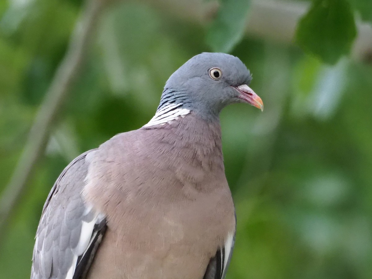 Common Wood-Pigeon - Rafael Hermosilla Ortega