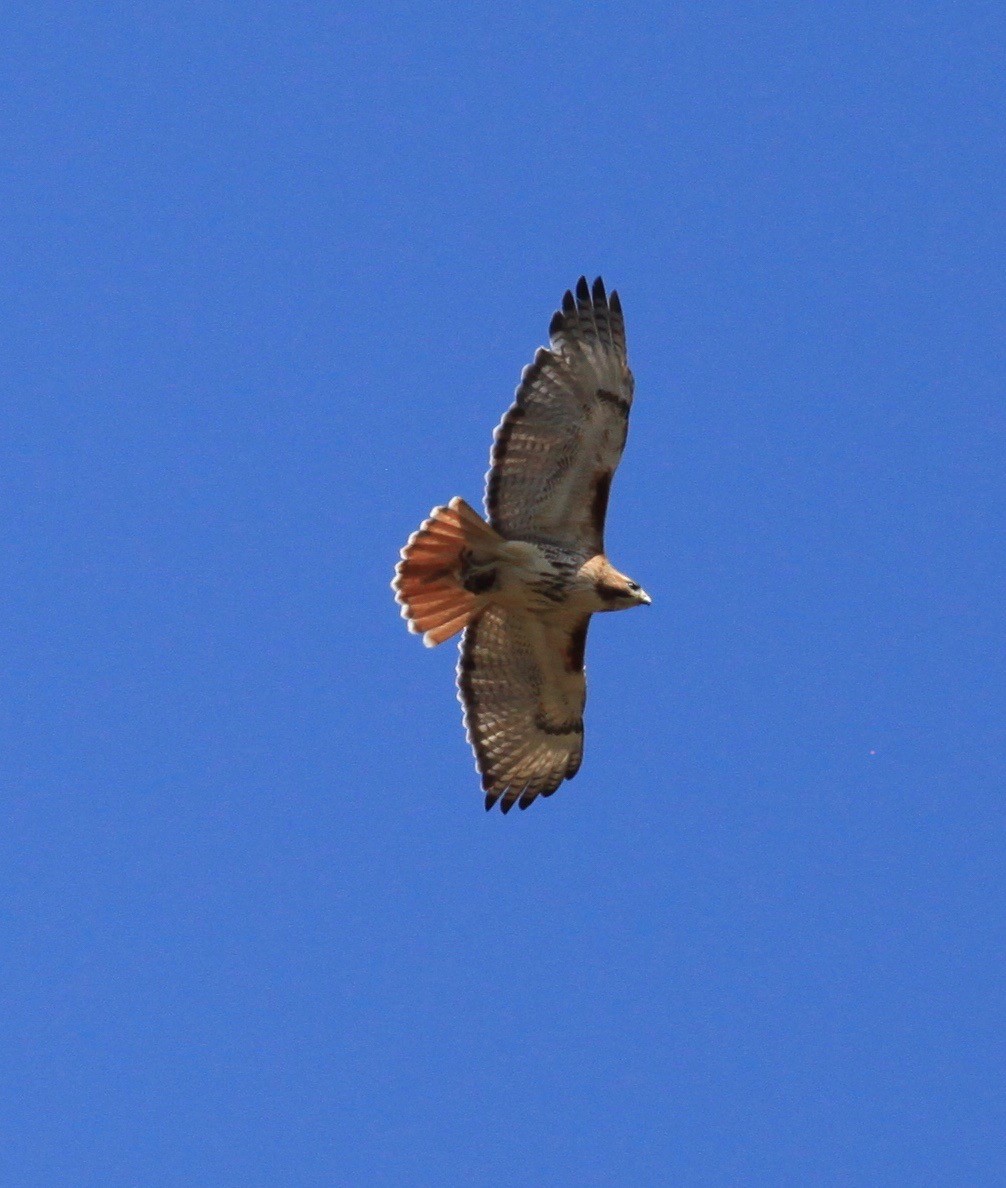 Zapelatz buztangorria - ML231719711