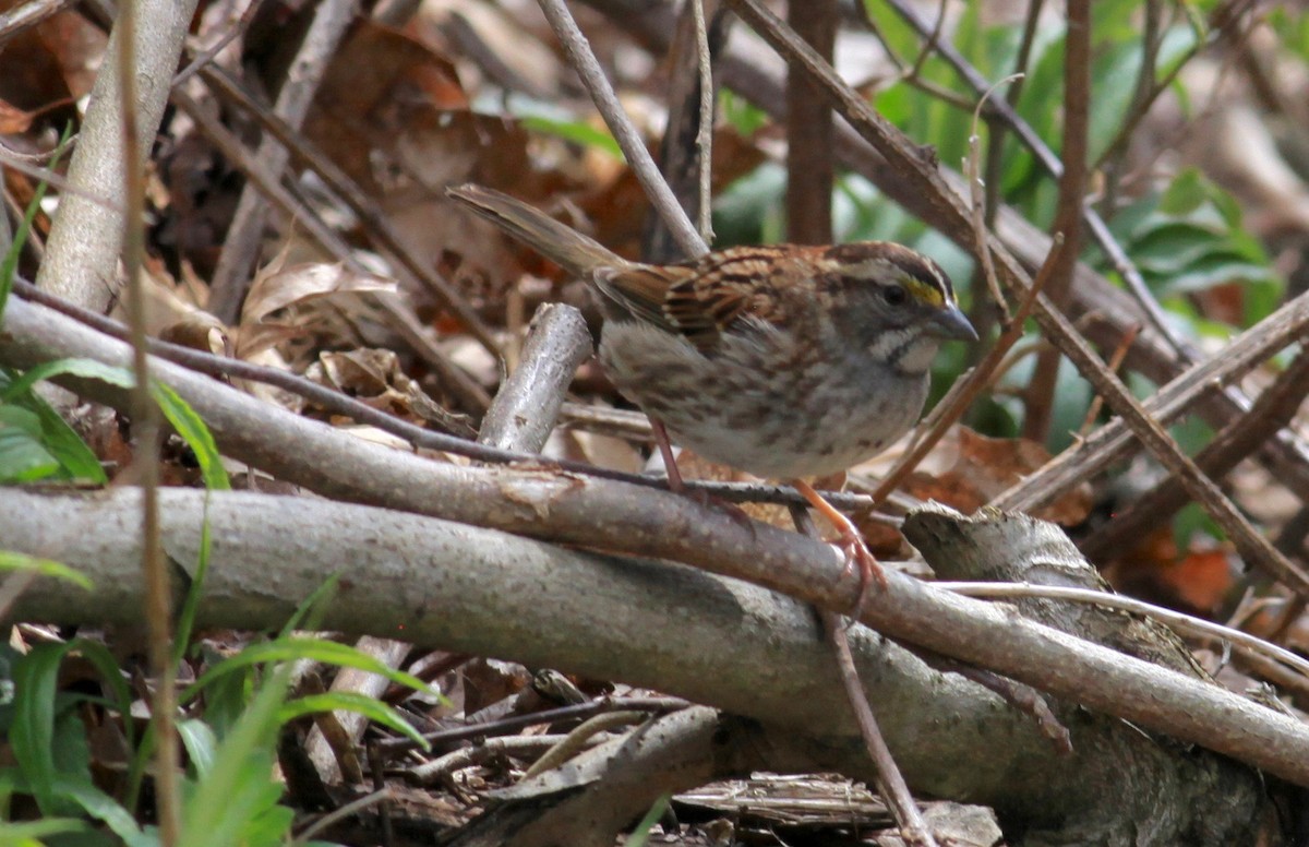 White-throated Sparrow - ML231719881