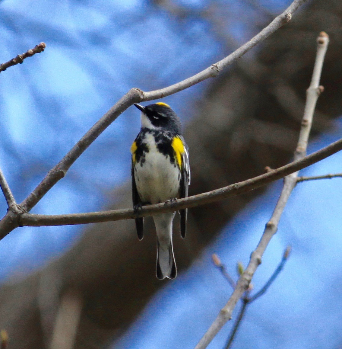 Yellow-rumped Warbler - ML231720031