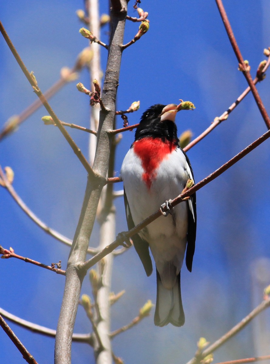 Rose-breasted Grosbeak - ML231720241