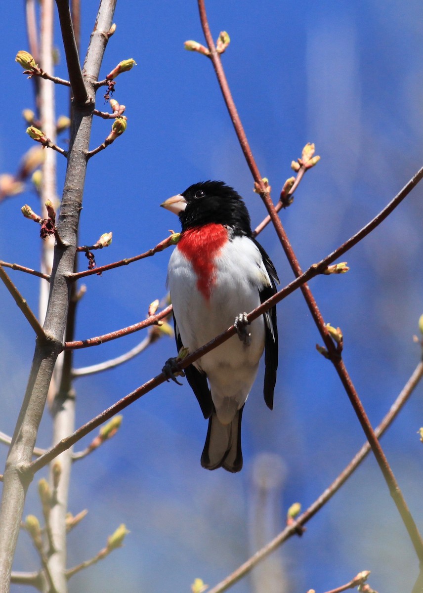Rose-breasted Grosbeak - ML231720261