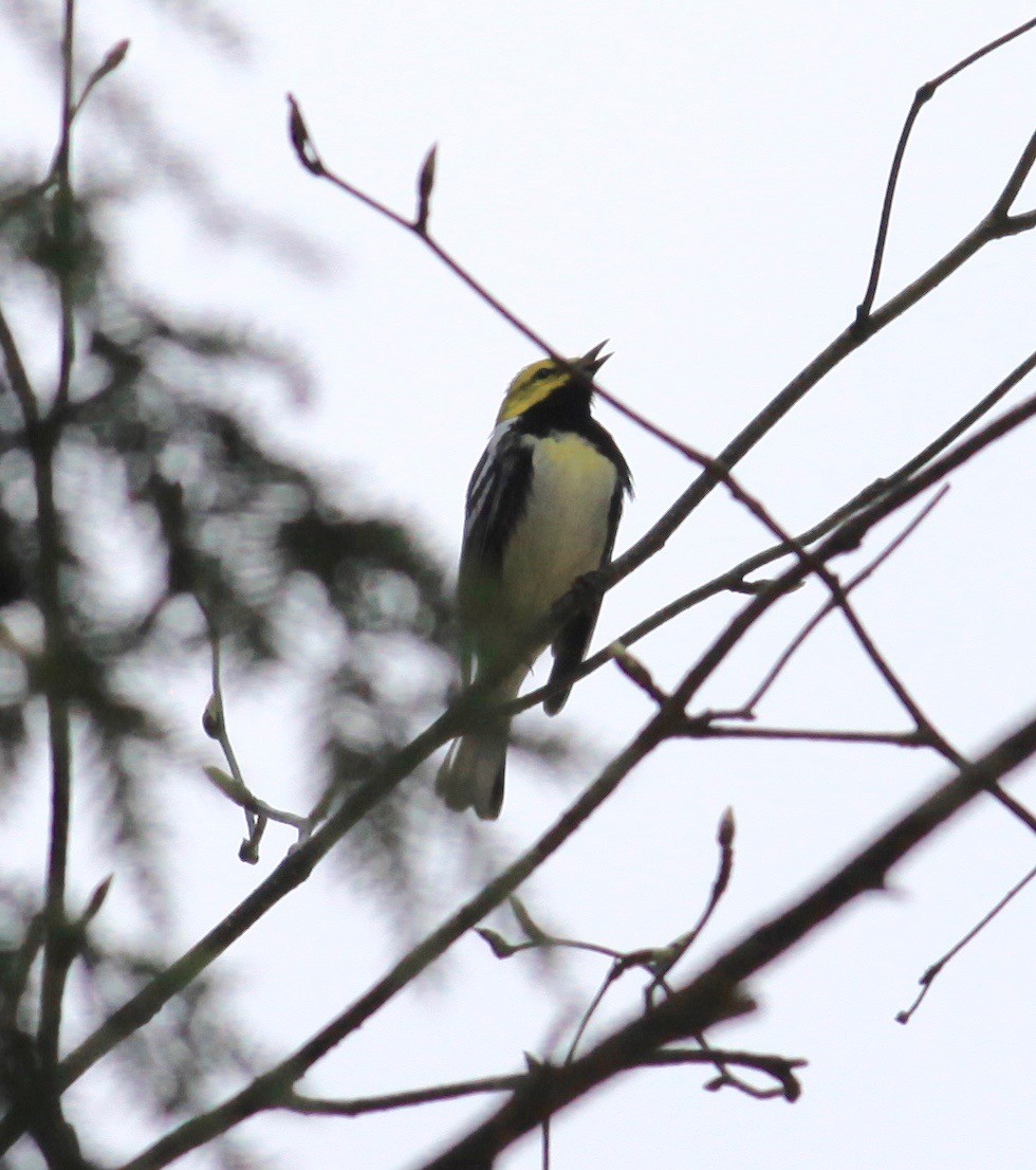 Black-throated Green Warbler - ML231720671