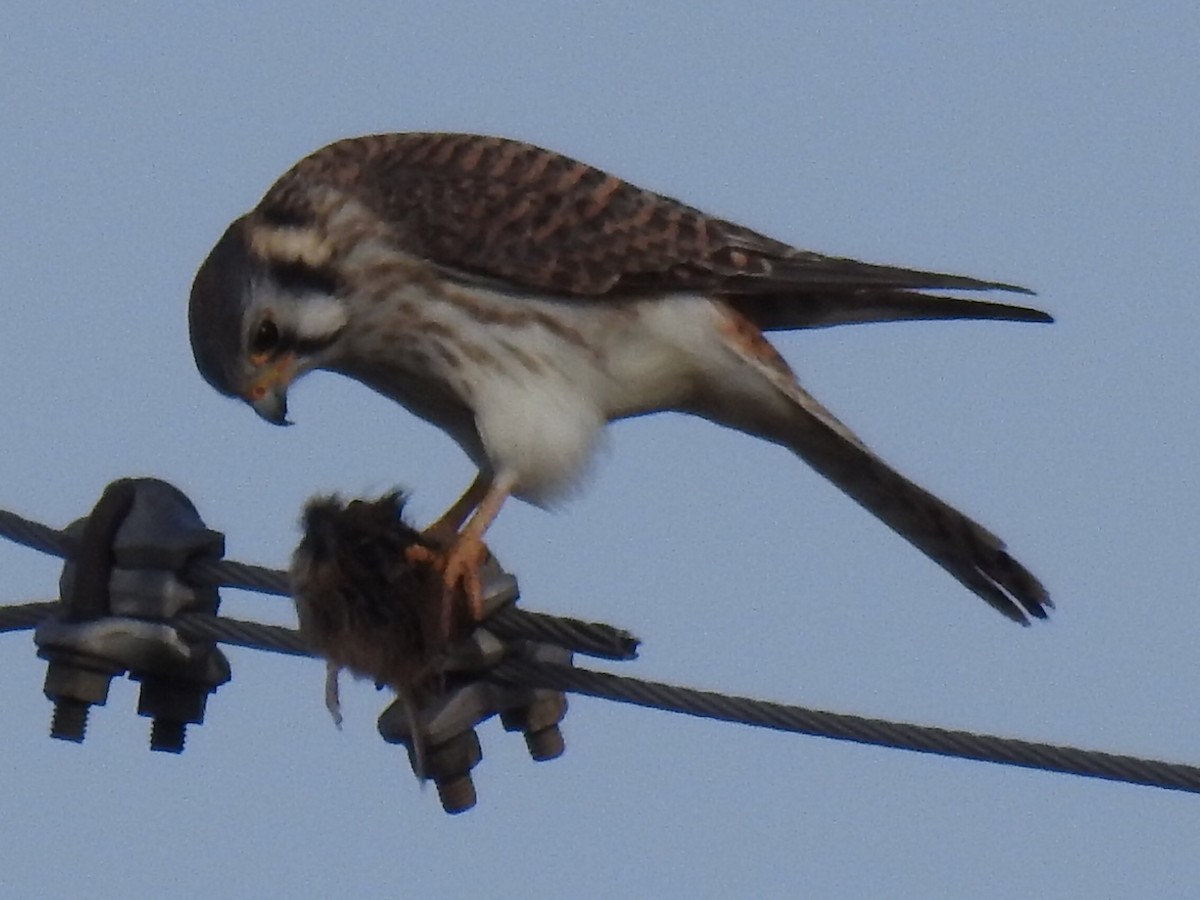American Kestrel - ML231721381