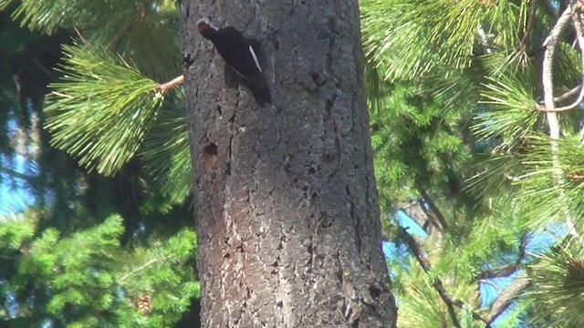 White-headed Woodpecker - ML231721411