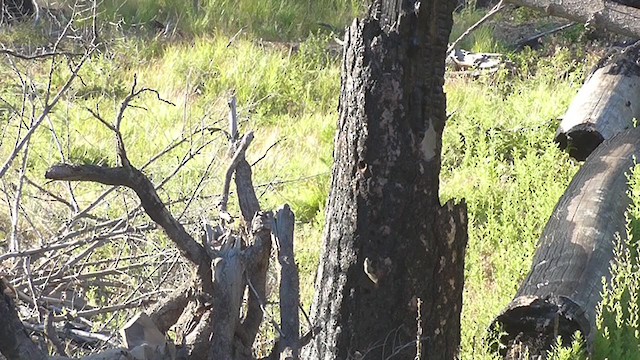 White-headed Woodpecker - ML231721421