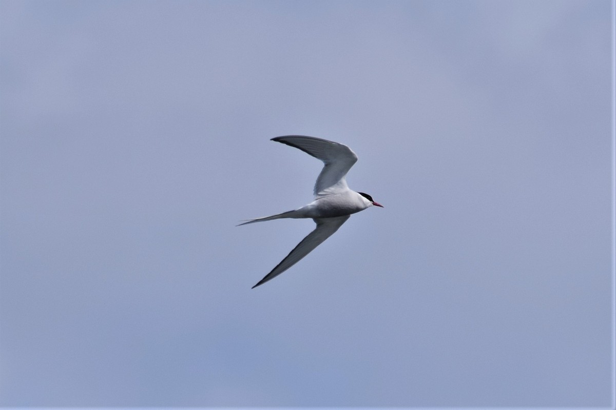 Arctic Tern - Syd Cannings