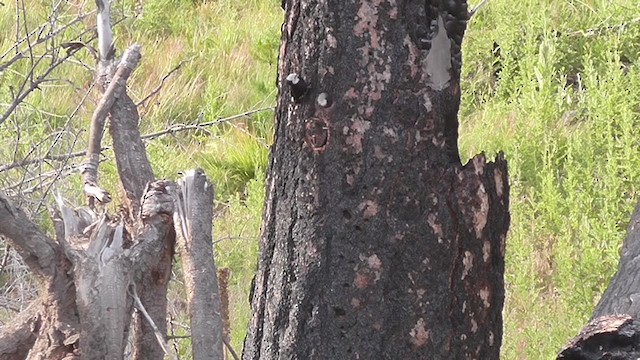 White-headed Woodpecker - ML231721601