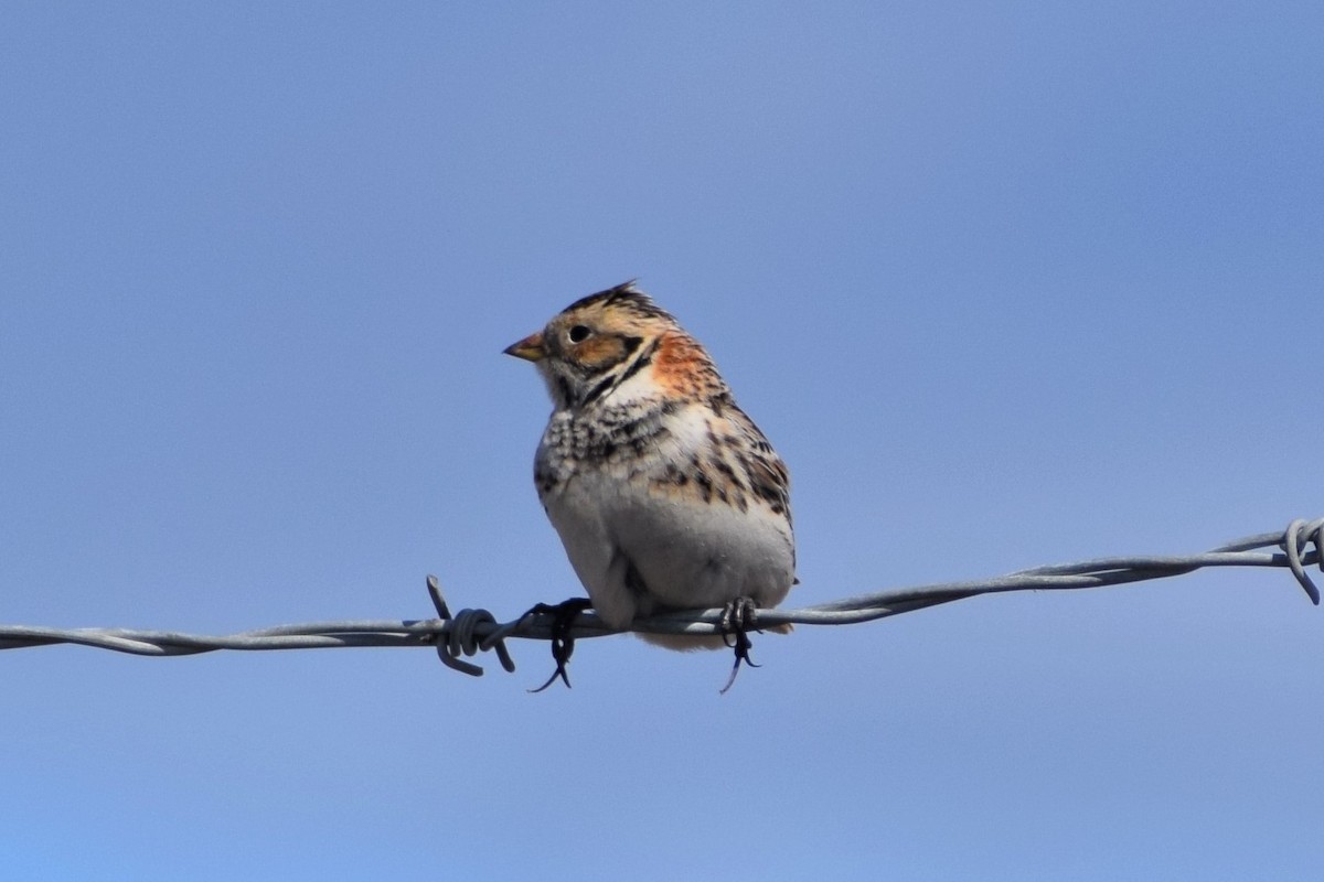 Lapland Longspur - Syd Cannings