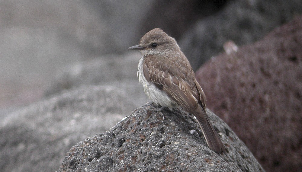 Vermilion Flycatcher - ML23172181