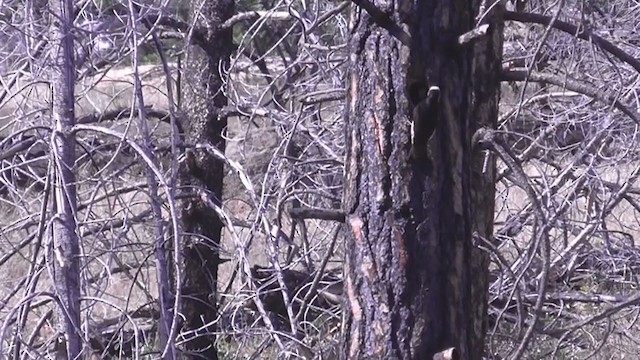 White-headed Woodpecker - ML231722391