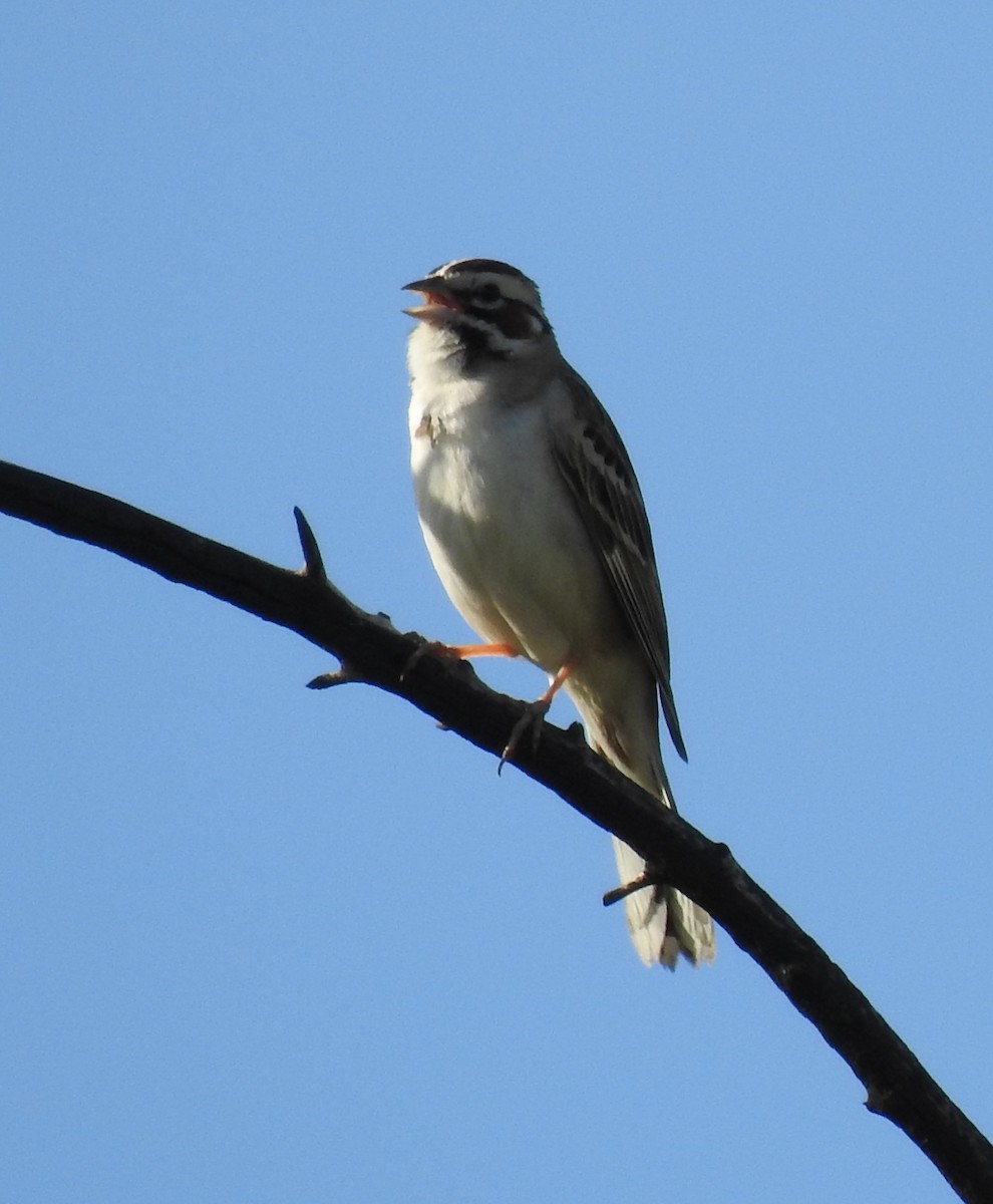 Lark Sparrow - Lois Brunet