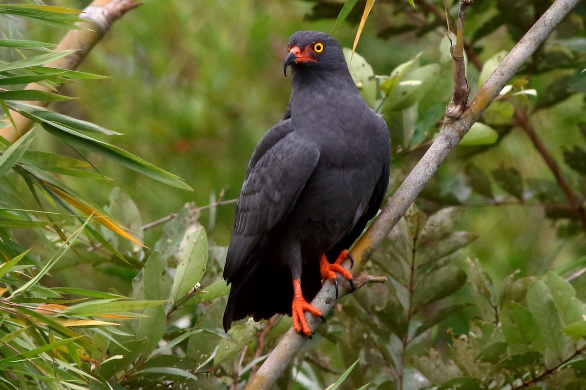 Slender-billed Kite - ML231723631