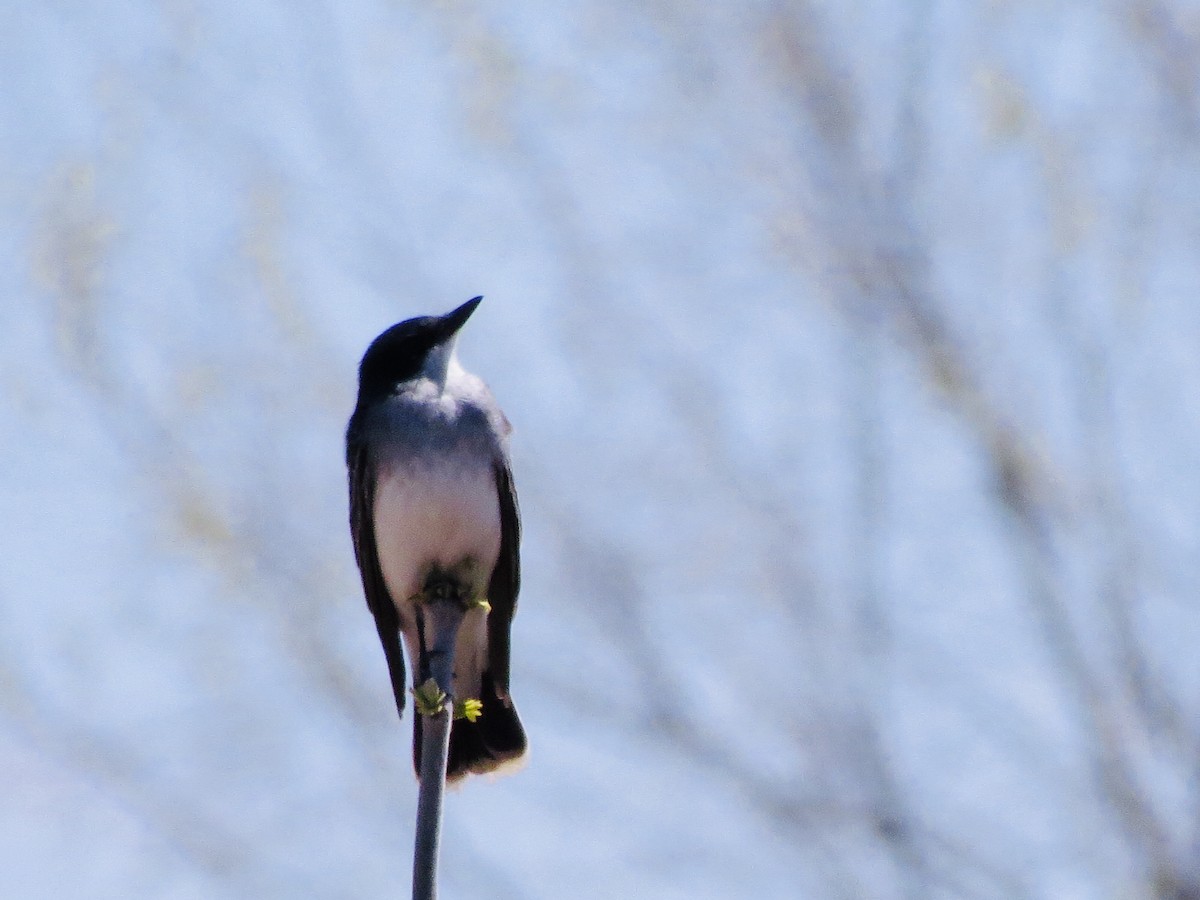 Eastern Kingbird - ML231723661