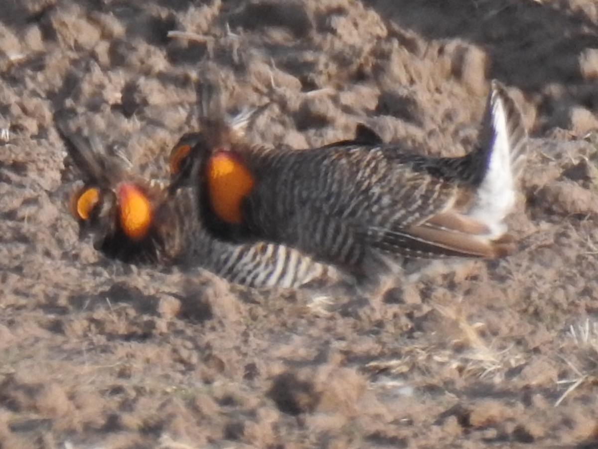Greater Prairie-Chicken - ML231724161