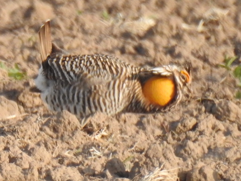 Greater Prairie-Chicken - ML231724171