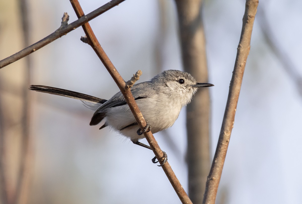 White-lored Gnatcatcher - ML231727561