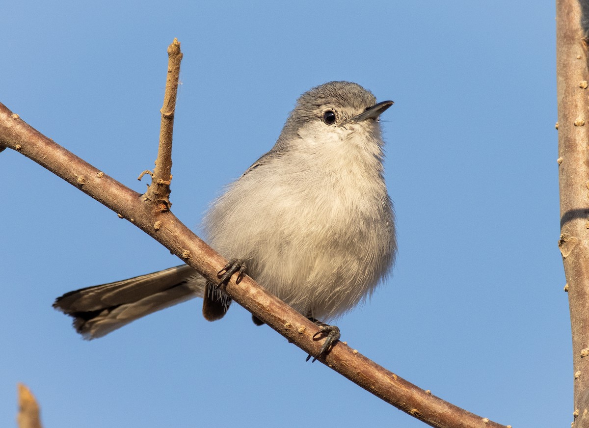 White-lored Gnatcatcher - ML231727631