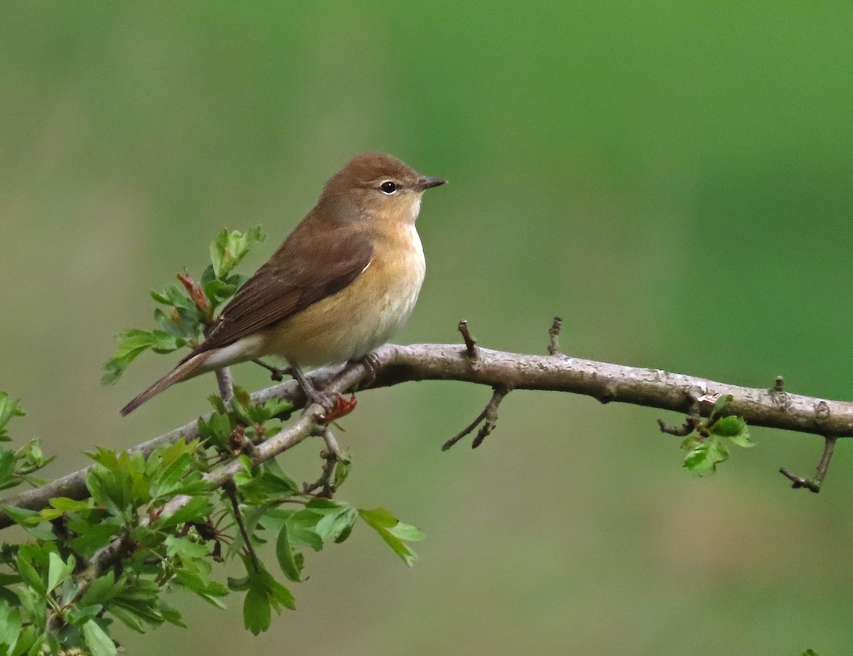 Garden Warbler - ML231728231