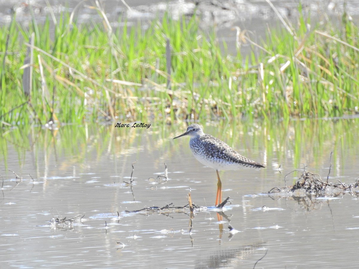 Lesser Yellowlegs - ML231728601